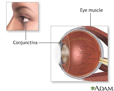 Eye muscle repair - normal anatomy