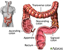 Large intestine (colon)