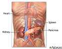 Pancreas and kidneys