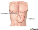 Esophagus and stomach anatomy