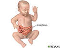 Infant intestines