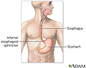 Upper gastrointestinal system