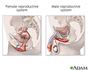 Male and female reproductive systems