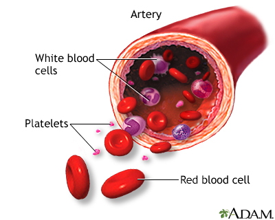 Formed elements of blood