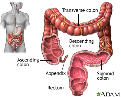 Large intestine (colon)