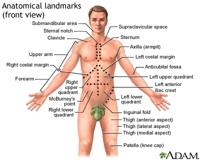 Anatomical landmarks adult - front
