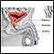 Prostatectomy - series - Normal anatomy